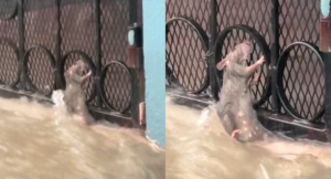 Rata se aferra a una reja para no ser arrastrada por una tormenta y se vuelve viral en TikTok