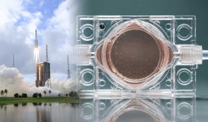 China envía al espacio «embriones artificiales» para estudiar si los humanos pueden reproducirse lejos de la Tierra