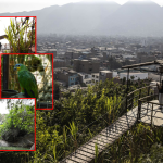 Un oasis de vegetación en pleno San Juan de Lurigancho: así nació la selva escondida hace 40 años en medio de avenidas y casas limeñas