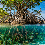El sorprendente árbol de América Latina que crece flotando en el mar, desaliniza agua de océanos y crea su propio ecosistema
