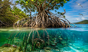 El sorprendente árbol de América Latina que crece flotando en el mar, desaliniza agua de océanos y crea su propio ecosistema