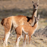 Tras 110 años de ausencia, Argentina logra reintroducir a un mamífero clave para la conservación gracias a un ambicioso proyecto