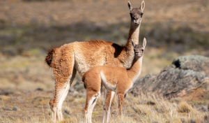Tras 110 años de ausencia, Argentina logra reintroducir a un mamífero clave para la conservación gracias a un ambicioso proyecto