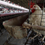 ¡Alerta! Senasa declara emergencia sanitaria en todo el país por influenza aviar en aves de corral y dispone prohibiciones