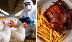 ¿El Día del Pollo a la Brasa está en riesgo por gripe aviar? Infectólogo aclara si es seguro consumirlo tras la alerta de Senasa