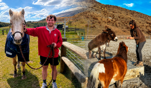 Buscan voluntarios para cuidar caballos, burros y otros animales rescatados en Nueva Zelanda: ofrecerán alojamiento gratis