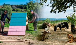 Buscan voluntarios para vivir y comer gratis en un santuario de Portugal: cuidarán perros, gatos y animales de granja 24 horas por semana
