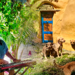 Buscan voluntarios que hablen español o inglés para vivir gratis en una finca de Puerto Rico: trabajarían solo 20 horas semanales