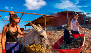 Buscan voluntarios que hablen español para vivir gratis en un refugio de España: cuidarían animales rescatados en Canarias durante 3 semanas
