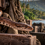 Una serpiente invasora llegó oculta en un cargamento militar a una isla del Pacífico: 40 años después, su ecosistema nunca volvió a ser el mismo
