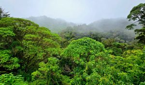 En 1940 este país de América Latina tenía bosques en el 75% de su territorio: ahora ha conseguido recuperarlos con sencilla formula
