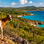 Retiraron cabras de una isla cerca de América Latina para salvar su bosque, pero 15 años después científicos hallaron un resultado inesperado