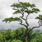 El proverbio chino que cuestiona la perfección: «Un árbol torcido vive su propia vida, pero un árbol recto se convierte en madera»