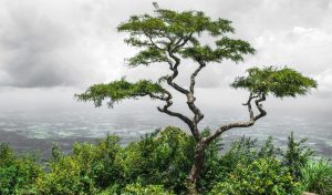 El proverbio chino que cuestiona la perfección: «Un árbol torcido vive su propia vida, pero un árbol recto se convierte en madera»